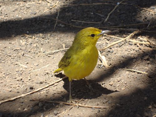 Geltona Paukštis, Galapagai, Žvirblis