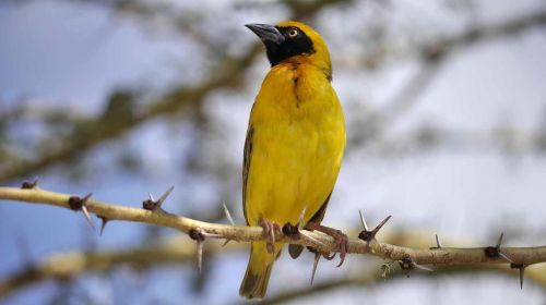 Geltona Paukštis, Namibija, Erškėčių, Webervogel, Gamta