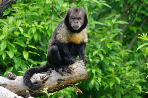 Geltona Krūmo Kapucine, Beždžionė, Primatas, Nauja Pasaulio Beždžionė, Krallenaffe, Sapajus Xantostemos