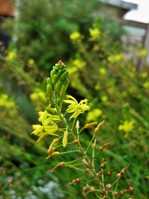 Gėlė,  Geltona,  Bulbine,  Sultingas,  Žolelių,  Geltona Bulbinella Gėlė