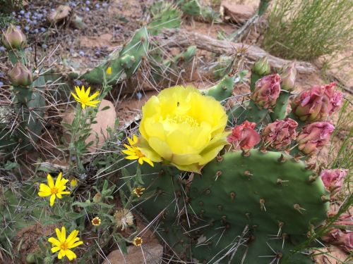 Colorado,  Kaktusas,  Gėlė,  Geltona,  Vakarų & Nbsp,  Spalvotas,  Rugpjūtis,  Geltona Kaktusas Gėlė