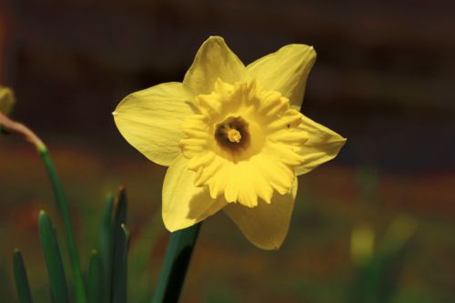 Gėlė,  Daffodil,  Geltona,  Flora,  Šviesus,  Pavasaris,  Žiedas,  Žiedlapiai,  Geltonas Narcizas