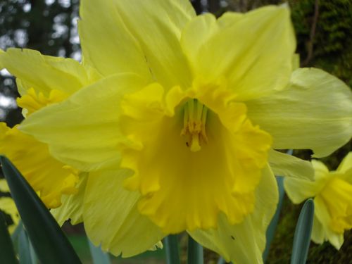 Daffodil,  Geltona,  Gėlė,  Augalas,  Gamta,  Spalva,  Lauke,  Lauke,  Makro,  Uždaryti & Nbsp,  Geltonas Narcizas
