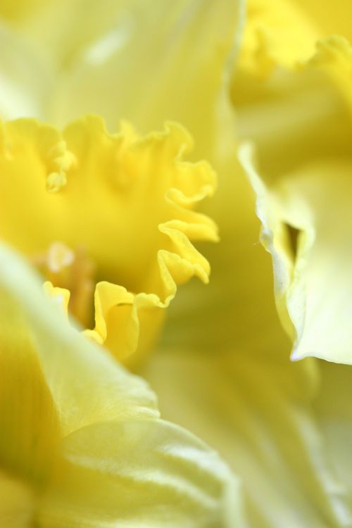 Daffodil,  Gėlė,  Velykos,  Augalas,  Geltona,  Geltonas Narcizas
