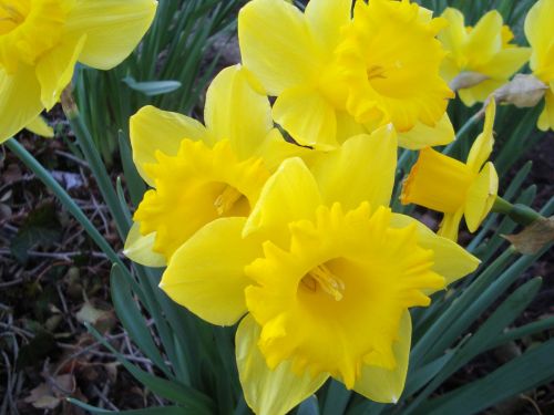 Geltona,  Narcizai,  Pavasaris,  Gėlės,  Geltonos Narcizai