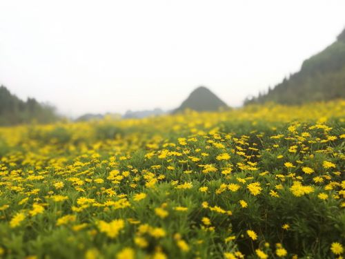 Geltona Ramunė, Kinija Guizhou, Gėlių Jūra, Pavasaris, Šalis