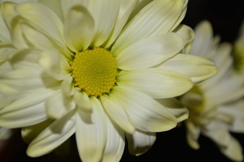 Gamta,  Daisy,  Gėlė,  Fonas,  Makro,  Geltonos Raguotos Gėlės Žiedai A1