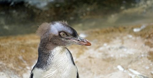 Geltona Akių Pingvinas, Jaunas Gyvūnas, Švelnus, Naujoji Zelandija