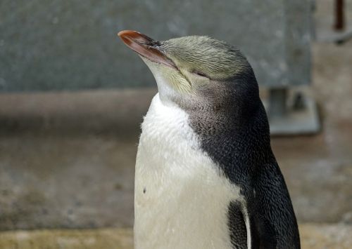 Geltona Akių Pingvinas, Naujoji Zelandija, Poilsis, Atsipalaidavimas