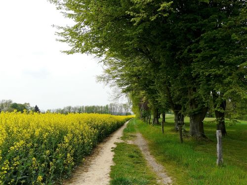 Geltona Laukas, Medžiai, Kraštovaizdis, Vaikščioti