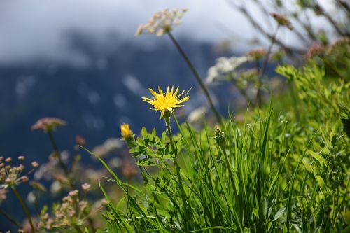 Geltona Gėlė, Kalnų Gėlės, Alpių Gėlė, Alpių Augalas, Žiedas, Žydėti