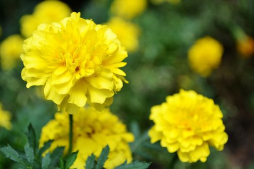 Geltona Gėlė, Gėlės, Sodo Gėlės, Mažos Gėlės, Šri Lanka, Peradeniya, Botanikos Sodas, Ceilonas, Mawanella