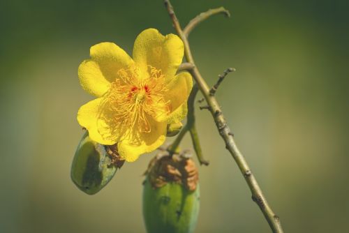 Geltona Gėlė, Gėlės, Brazilija, Pavasaris, Gėlė