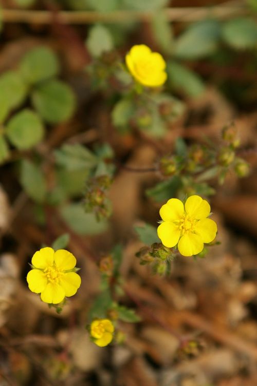 Geltona Gėlė, Augalai, Pavasaris, Potentilla Fragarioides