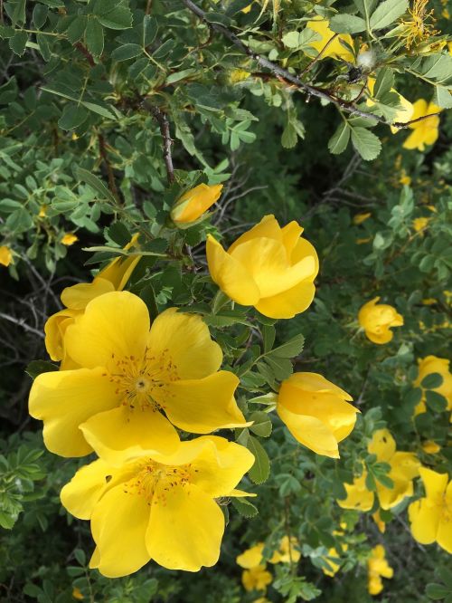 Geltona Gėlė, Anatoliniai Augalai, Turkija
