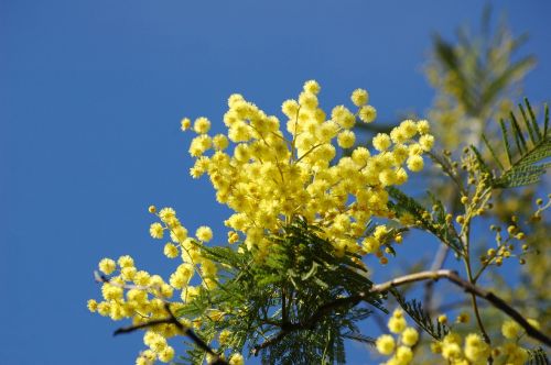 Geltona Gėlė, Mimoza, Pavasaris