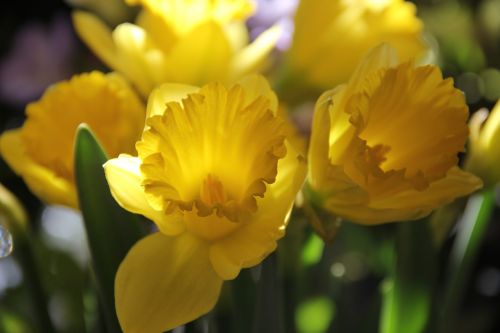 Geltonos Gėlės, Narcizai, Osterglocken, Pavasaris