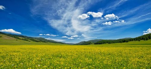Geltonos Gėlės, Buttercup, Viena Pusė, Gėlių Slėnis, Bogarto Kaimas, Birželis, Mongolija