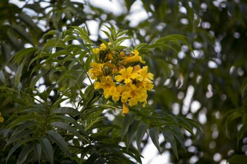 Geltonos Gėlės, Pau-Brazilas, Medis Florida, Gamta, Šakelės, Miškas