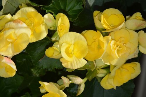 Geltonos Gėlės, Jardiniere, Gamta, Flora, Geltona, Augalas, Botanikos Sodas