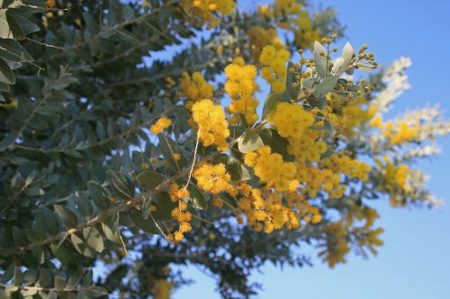 Gėlės,  Geltona,  Purus,  Acacia & Nbsp,  Medis,  Geltonos Gėlės Ant Akacijos Medžio