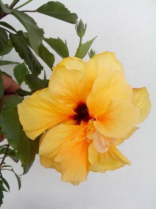 Geltona Hibiscus, Geltona Gėlė, Kinijos Rožė