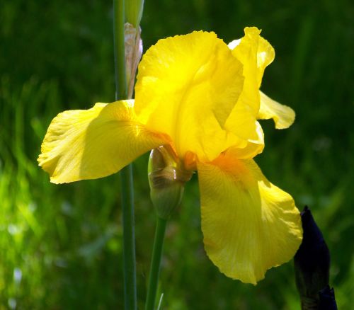 Iris,  Geltona,  Pavasaris,  Geltona Rainelė
