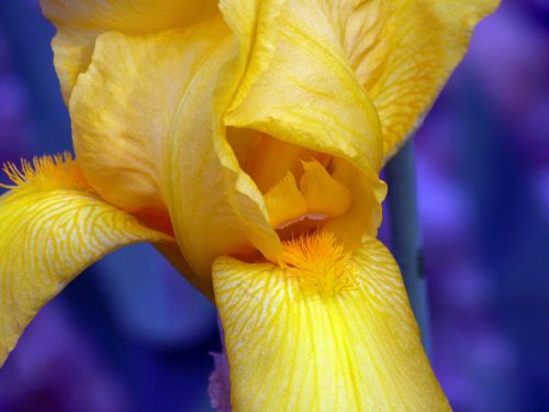 Iris,  Geltona,  Pavasaris,  Geltona Rainelė
