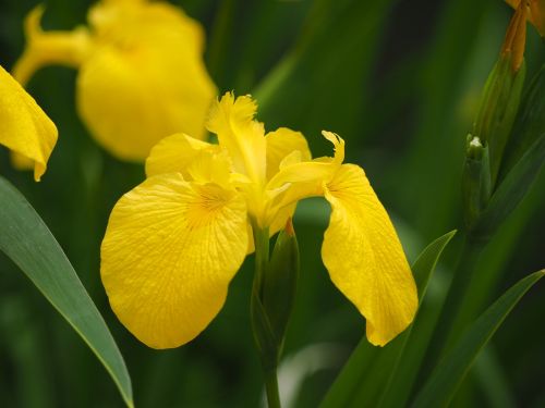 Geltona Rainelė,  Iridaceae,  Geltonos Gėlės,  Gėlės,  Iris,  Iris Pseudacorus