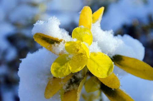 Sniegas,  Snieguotas,  Snieguotas,  Sezonai,  Šaltas,  Žiema,  Fonas,  Gamta,  Xmas,  Kalėdos,  Balta,  Temperatūra,  Minusas,  Žingsnis,  Žingsniai,  Antspaudai,  Lapai,  Lapai,  Geltona,  Geltonieji Lapai Ir Sniegas