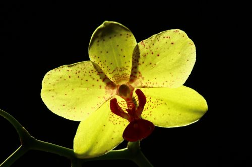 Geltona Orchidėja, Ryškios Orchidėjos, Gėlė, Paslaptis
