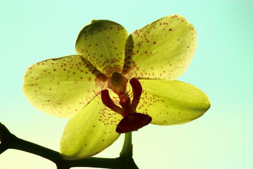 Geltona Orchidėja, Šviesios Galinės Erdvės, Orchidėja, Gėlė, Menas