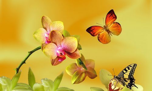 Geltona Orchidėja,  Alyvinė Orchidėja,  Orchidėja Sujungta,  Gamta,  Pavasaris,  Sodas,  Botanistas,  Gėlė,  Gėlės,  Augalas,  Drugelis,  Dekoratyvinė Gėlė