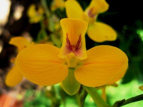 Gėlė,  Geltona,  Orchidėja,  Egzotiškas,  Atogrąžų,  Geltona Orchidėjų Gėlė