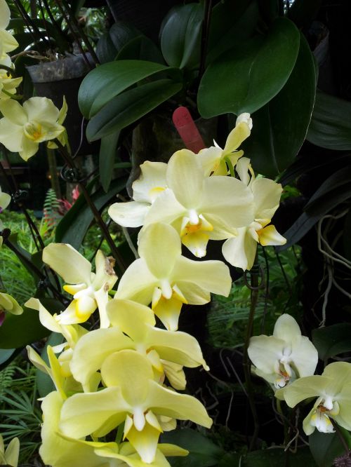 Geltona,  Orchidėja,  Gėlė,  Žiedas,  Geltona Orchidėjų Gėlė Žiede
