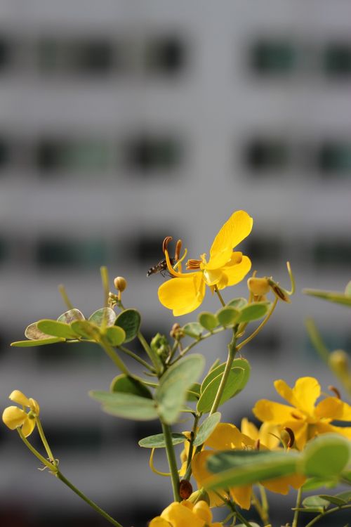 Geltonas Falanopisas, Pasodintas Augalas, Wildflower, Gėlės, Bičių, Vabzdžiai
