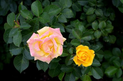 Geltona Rožė, Gėlė, Šviežias, Pavasaris