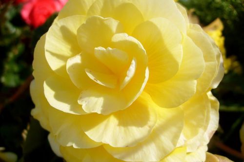 Geltona Rožė, Rožių Žiedlapiai, Gamta