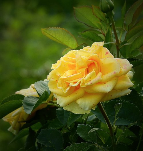 Geltonos Rožės,  Gamtos Grožis,  Gėlė,  Žydi