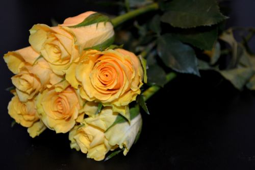 Rožės,  Gėlės,  Geltona,  Romantiškas,  Meilė,  Dovanos,  Gražus,  Geltonos Rožės
