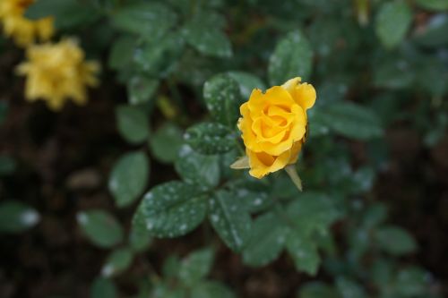 Geltonos Rožės, Žalias Lapas, Maža Gėlė