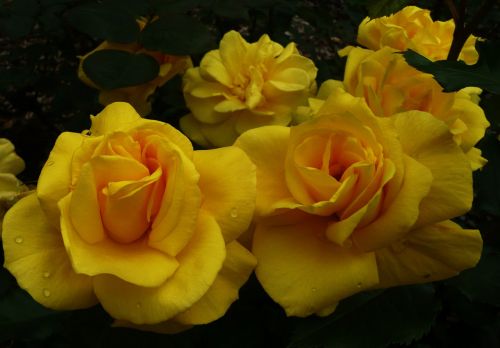 Geltona,  Rožės,  Gėlė,  Geltonos Rožės