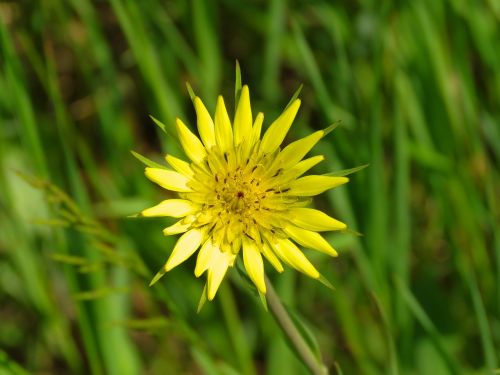 Geltona Salsify Gėlė, Geltona Gėlė, Laukinė Gėlė, Salsify, Gėlė, Augalas