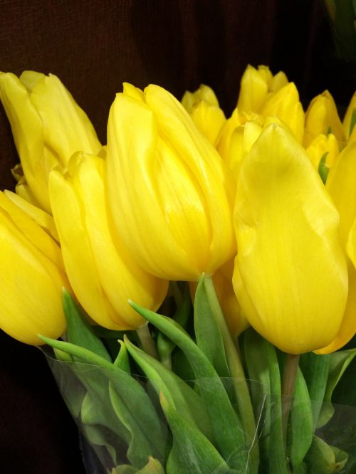 Tulpės,  Pavasaris,  Pavasaris & Nbsp,  Gėlės,  Geltonos Tulpės,  Geltona,  Gėlių & Nbsp,  Fotografija,  Gėlė,  Geltonos Pavasario Tulpės