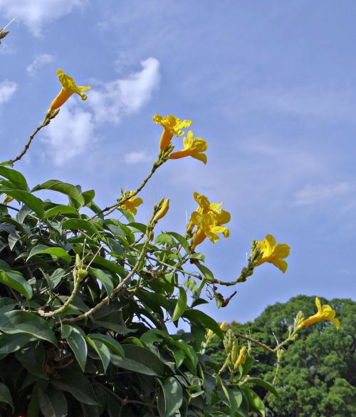 Geltona Trimito Vynmedis, Gėlė, Geltona, Adenokalminė Komosum, Bignoniaceae, Indija