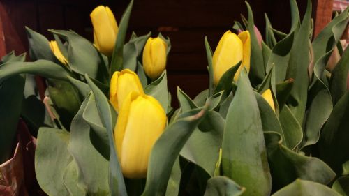 Tulpės,  Geltona,  Gėlė,  Velykos,  Motinos Dienos & Nbsp,  Geltonos Tulpės