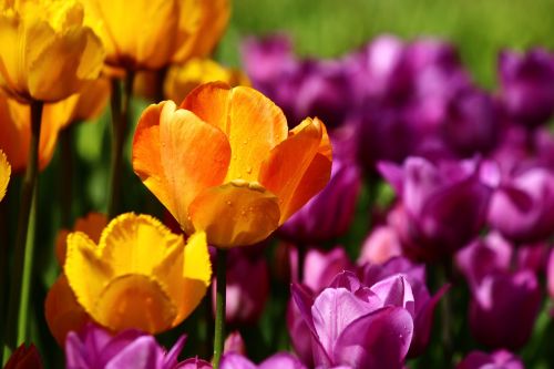 Geltonos Tulpės, Pavasaris, Konya, Tulpės