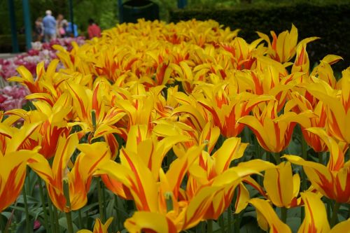 Geltonos Tulpės, Gėlės, Keukenhof