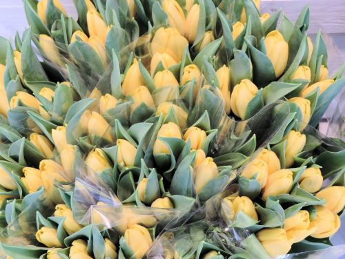 Gėlės,  Tulpės,  Olandų,  Apdaila,  Holland,  Geltonos Tulpės