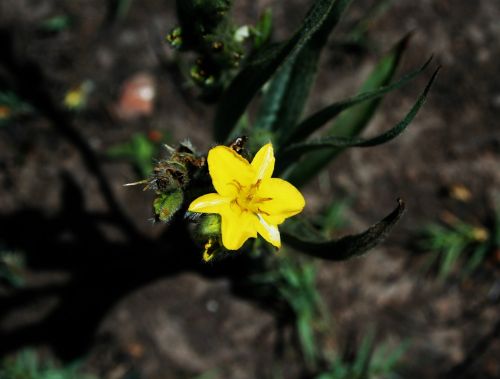 Geltona,  Gėlė,  Veld,  Geltona Veld Gėlė